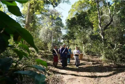 普洱茶：歲月沉香的東方雅韻